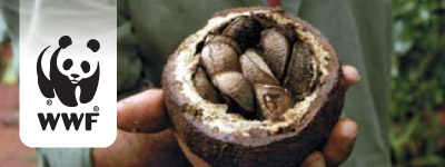 BrazilNut
